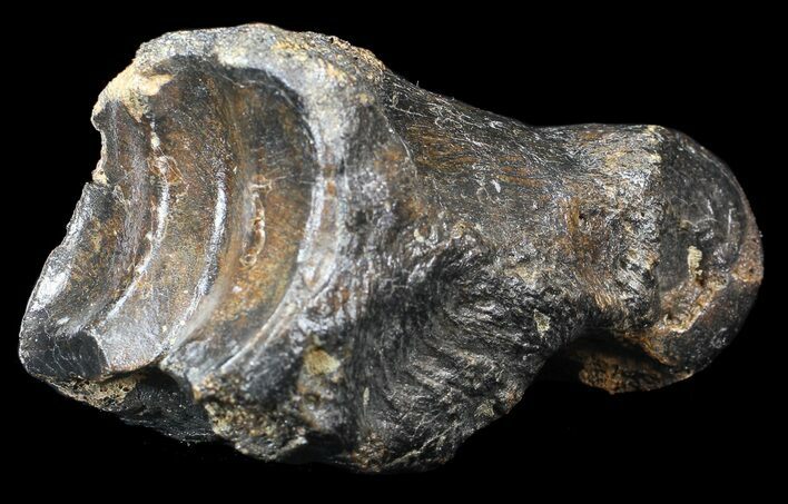 Ice Age Bison Metatarsal (Toe Bone) - North Sea Deposits #43141